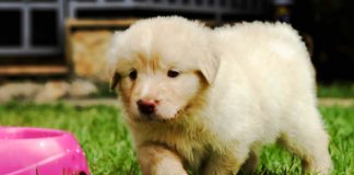 2014 dog licenses are now available at the Town Clerk’s Office