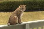 Shrewsbury residents report bobcat sightings in the area