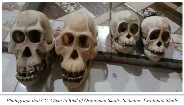 Massachusetts man jailed for smuggling tiger and orangutan skulls