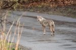Multiple large coyotes reported in Wilmington